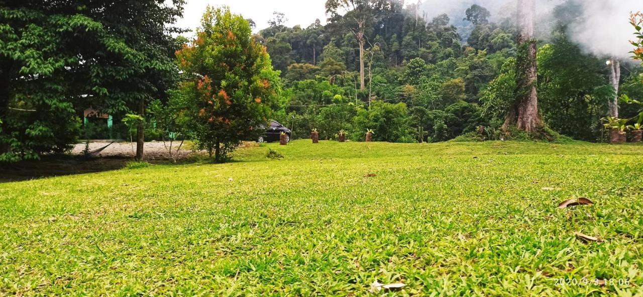 Green Forest Tangkahan Luaran gambar