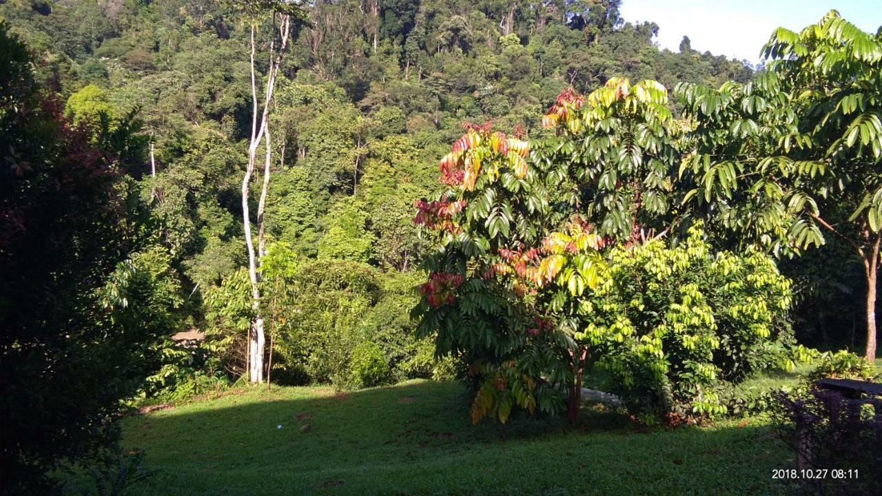 Green Forest Tangkahan Luaran gambar